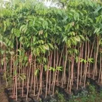 Natural Mahogany Plants